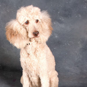 Meet your Posher, Linda